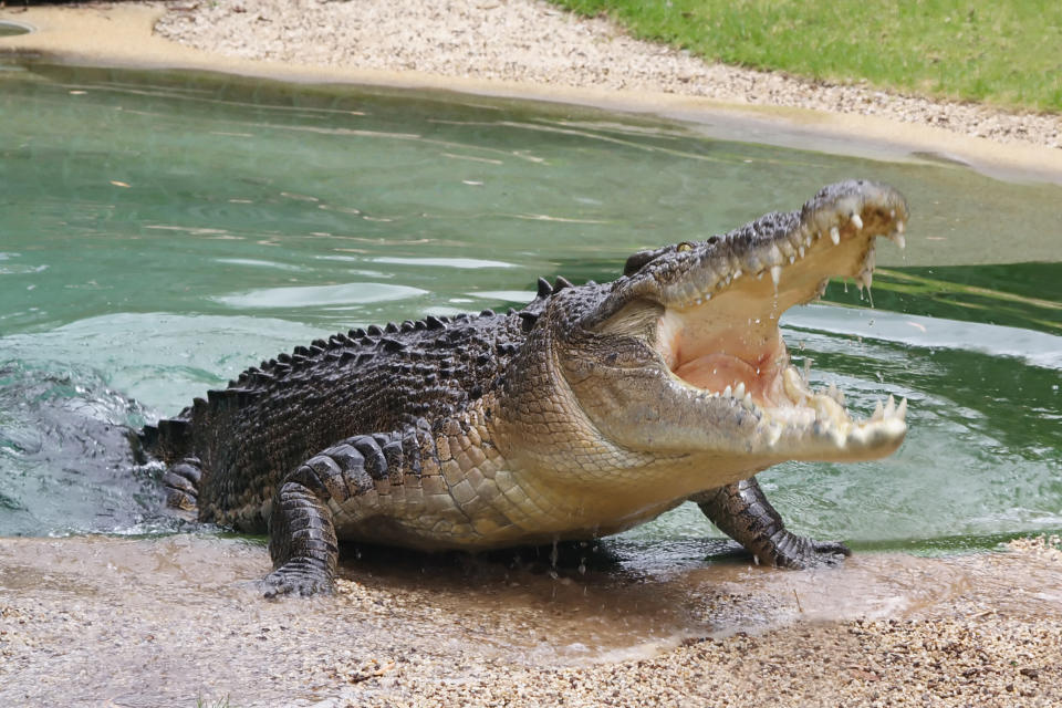 Ein Krokodil mit aufgesperrtem Maul kommt aus dem Wasser ans Land.