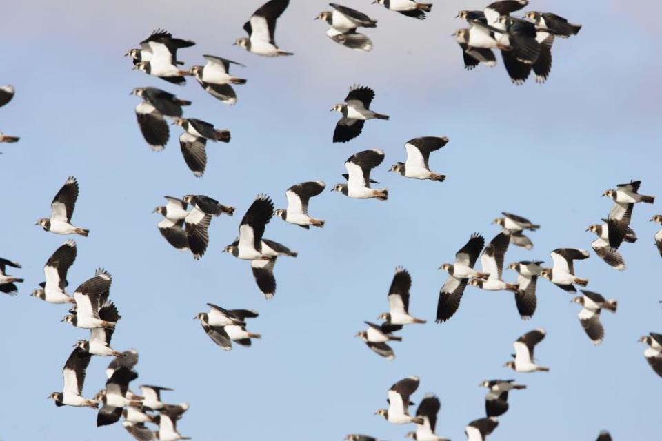 Lapwing - Winter Flock in FlightVenellus venellus Welney, Ouse Washes Norfolk, UK BI006981 2F44KP8 Lapwing - Winter Flock in FlightVenellus venellus Welney, Ouse Washes Norfolk, UK BI006981