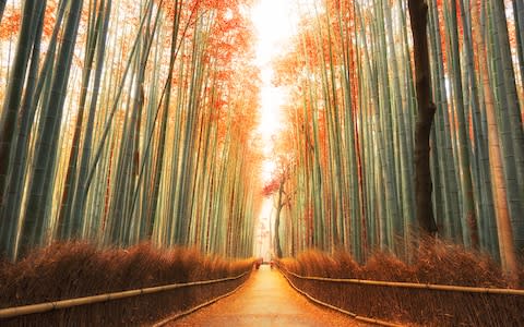 The Arashiyama bamboo forest in Kyoto - Credit: istock