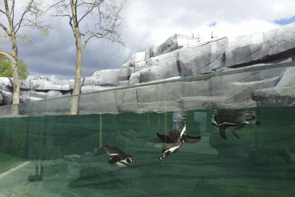 Humboldt penguins swim in a pool, at the Vincennes Zoo, in Paris, Tuesday, April 8, 2014. Its gray, man-made mountain that might lure King Kong still protrudes over treetops, but nearly everything else has changed as Paris' best-known zoo prepares to re-open after a multi-year makeover. (AP Paris/ Thibault Camus)