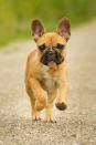 <p>Pushed-in nose, scrunchie brow, and <em>a lot </em>of rolls: It must be a bulldog. These little guys are incredibly easygoing and enjoy short walks outside. It's important to <a rel="nofollow noopener" href="https://www.womansday.com/life/pet-care/a3775/pet-health-101-10-toxic-foods-for-dogs-77184/" target="_blank" data-ylk="slk:keep on their diet;elm:context_link;itc:0;sec:content-canvas" class="link ">keep on their diet</a>, however, because they gain weight - fast. But no matter their size, they'll love to cuddle no matter the time of day.</p>