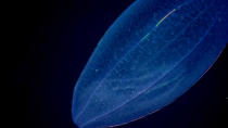 <p><span>If you look closely you can see a ctenophore or comb jelly being digested inside the larger predatory beroid ctenophore. (Photo: NOAA Okeanos Explorer Program; 2013 Northeast U.S. Canyons Expedition Science Team)</span> </p>