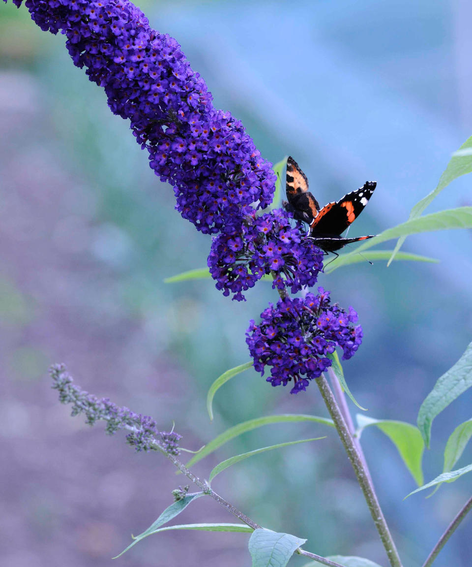 1. Butterfly bush 'Black Knight' (Buddleja 'Black Knight')