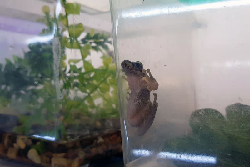 Frog sticks to the inside wall of a container in a university laboratory in Newcastle