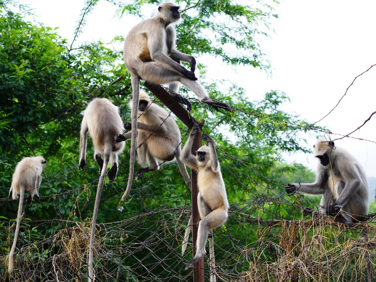 Gujarat boy dies after monkeys rip out his intestine - Hindustan Times