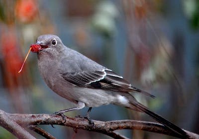 A Townsend’s Solitaire, one of the species to be renamed. Jared Del Rosso, <a href="http://creativecommons.org/licenses/by-nd/4.0/" rel="nofollow noopener" target="_blank" data-ylk="slk:CC BY-ND;elm:context_link;itc:0;sec:content-canvas" class="link ">CC BY-ND</a>