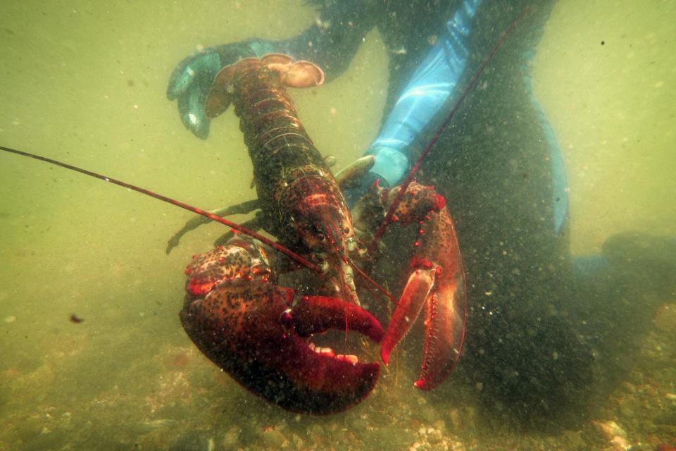 Switzerland passes law that makes it illegal for chefs to boil live lobsters while they are conscious