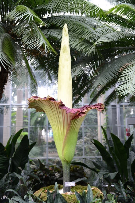 The U.S. Botanic Garden's corpse flower in bloom on July 22, 2013.