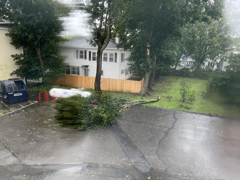 A tree limb downed by Post-Tropical Cyclone Lee in Rockport, Maine.