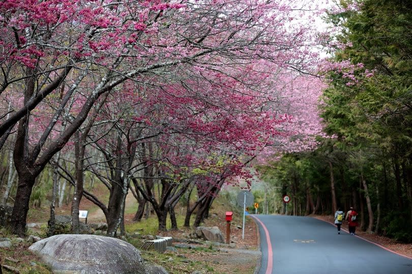 武陵櫻花絕美盛開 歡迎利用公共運輸前往（圖：交通部）