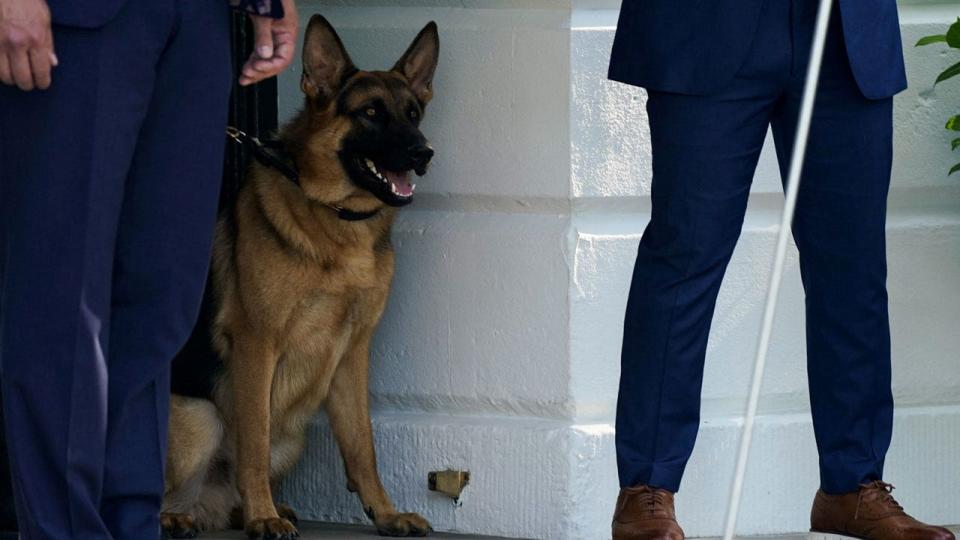 Commander, the President's dog in the White House