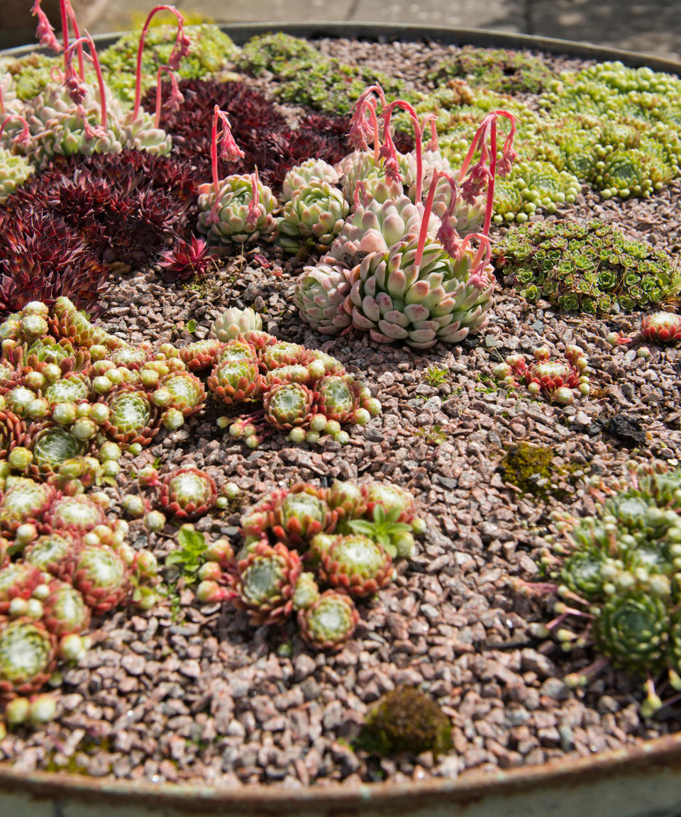 20. Create a small rock garden