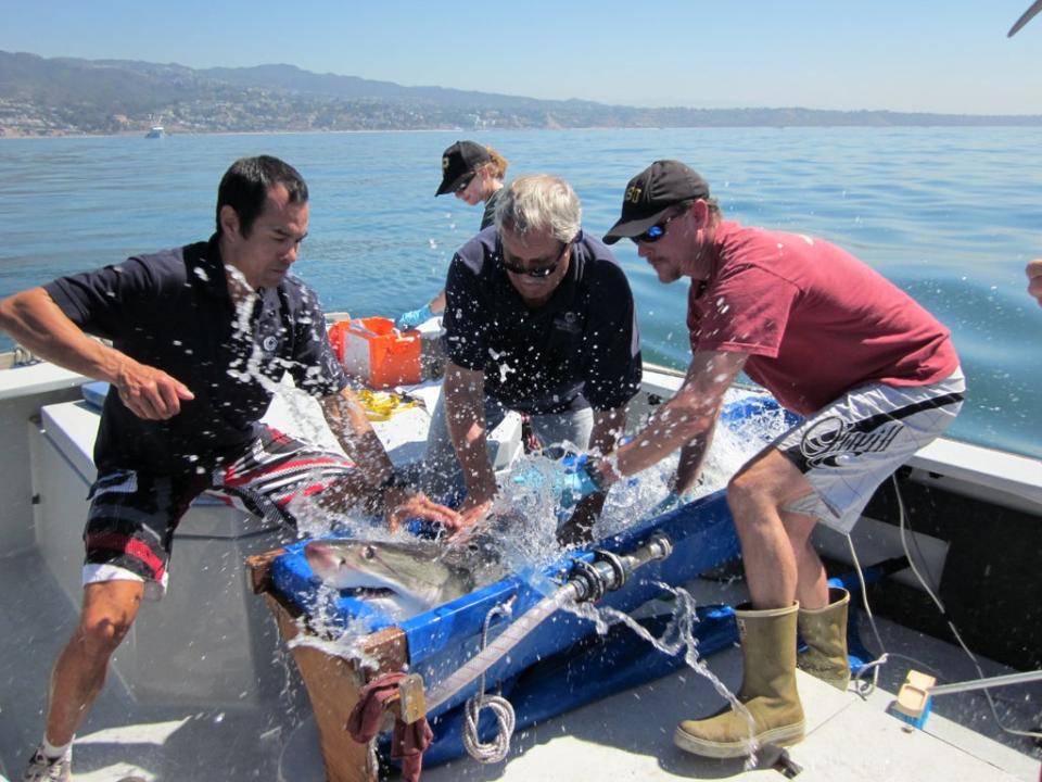 Scientists Kevin Weng (left) of the University of Hawaii, John O’Sullivan (centre) of the Monterey Bay Aquarium, and Chris Lowe (right) of California State University Long Beach tag a young great white shark off Southern California (Monterey Bay Aquarium)