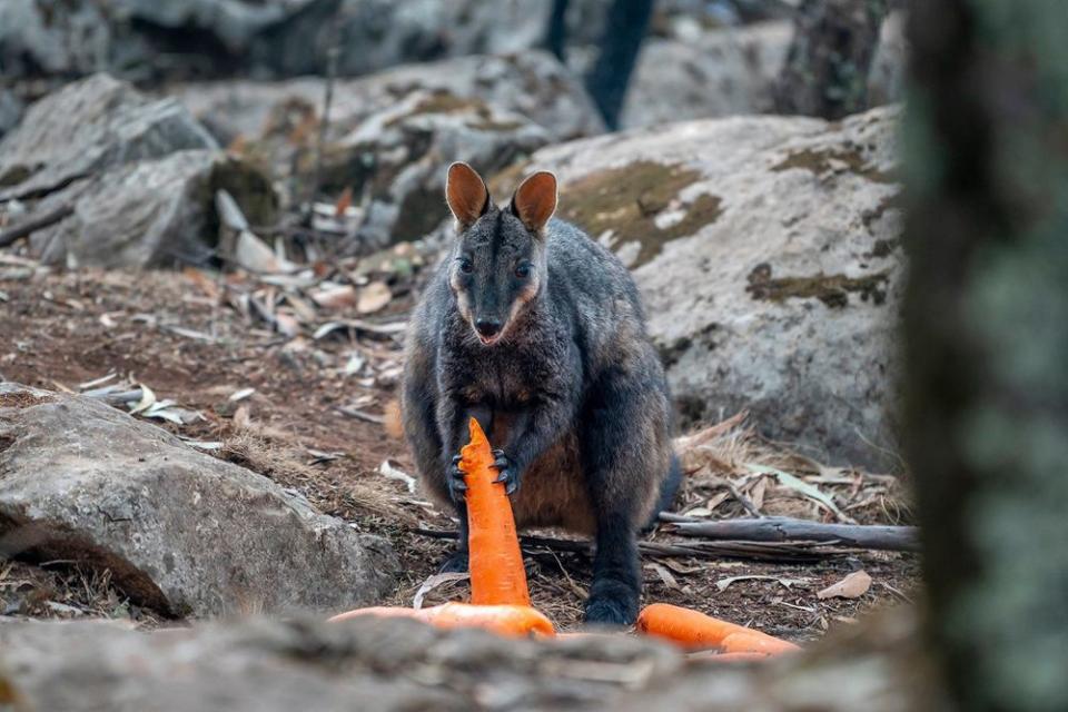 Stranded animals in Australia | NSW Government/Facebook