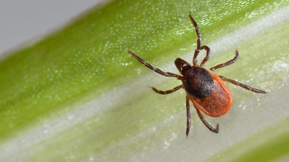 Lyme disease cases nationwide have been on the rise for decades. Getty Images/iStockphoto