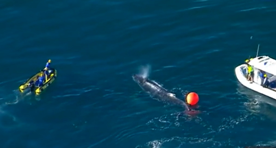 A whale trapped in shark nets off the Gold Coast. Source: ABC