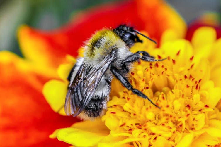 <span class="caption">A 2019 study showed that 83% of children could not identify a bumblebee.</span> <span class="attribution"><a class="link " href="https://www.shutterstock.com/image-photo/bumblebee-collects-pollen-marigold-1578603103" rel="nofollow noopener" target="_blank" data-ylk="slk:Shutterstock/ValeriyMashuk;elm:context_link;itc:0;sec:content-canvas">Shutterstock/ValeriyMashuk</a></span>