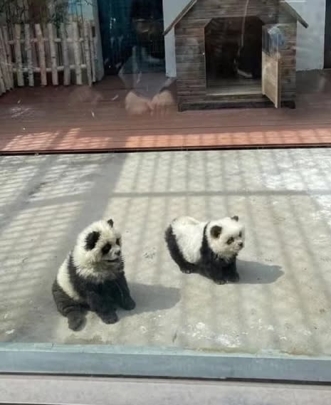 “There are no panda bears at the zoo and we wanted to do this as a result,” a zoo rep said while describing the inspiration for the ham-handed stunt. Jam Press