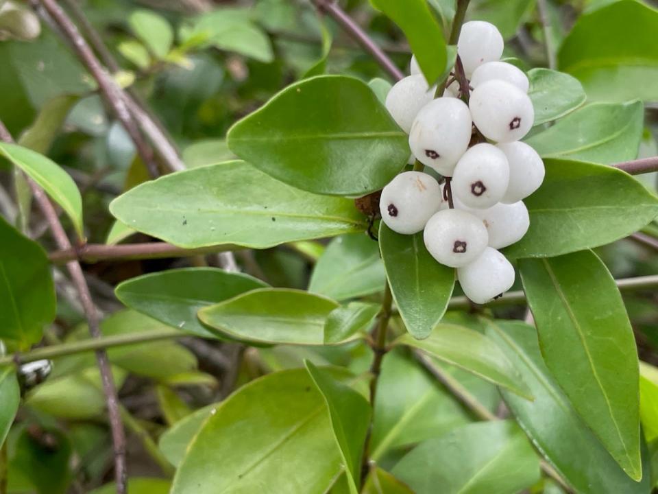 The bright white fruits of snowberry will entice birds to your garden.