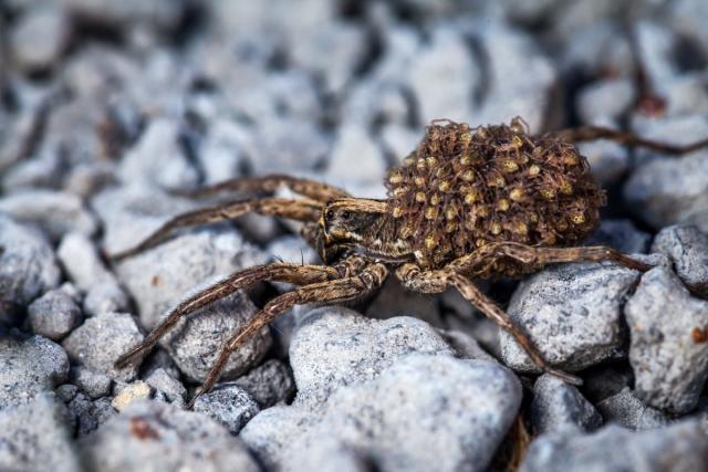 It's time to bring back the Cleveland Spiders (who really weren't