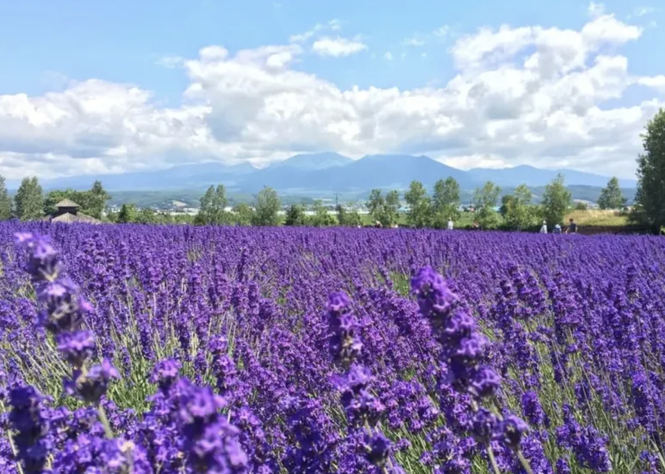 北海道旅遊｜富良野+美瑛1日遊 哈密瓜吃到飽 夏之花田+森林精靈露台打卡遊 早鳥8折優惠 人均$445起