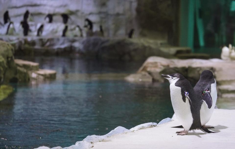 Chinstrap penguins at the Polk Penguin Conservation Center at the Detroit Zoo. The Detroit Zoo penguin center reopened after years of construction but is still dealing with leaks.