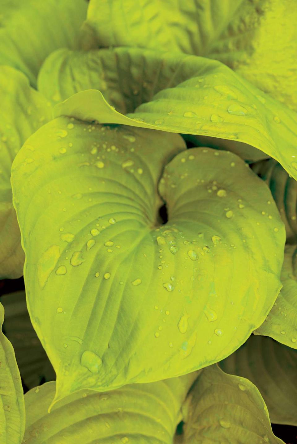 August Moon Hostas