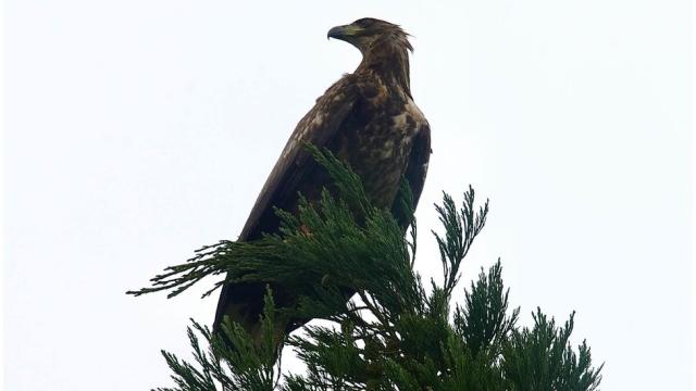 The Sea Eagles That Returned to Mull