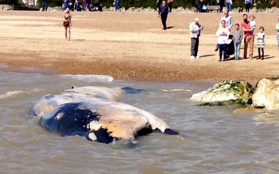 Three minke whales have died and another two are in distress off the coast of the UK - Credit: SWNS