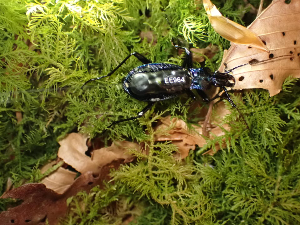 A blue ground beetle