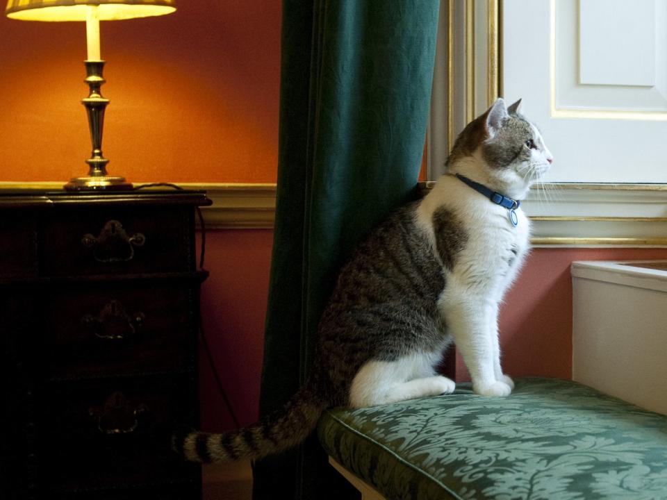 Kater Larry und David Cameron bildeten sogar schon eine Wohngemeinschaft. Während der Politiker nach seiner Amtszeit als Premierminister aus der Downing Street No.10 ausziehen musste, blieb der "Chief Mouser to the Cabinet Office", wie Larrys offizieller Titel lautet, dort wohnen. (Bild: Mark Large - WPA Pool / Getty Images)