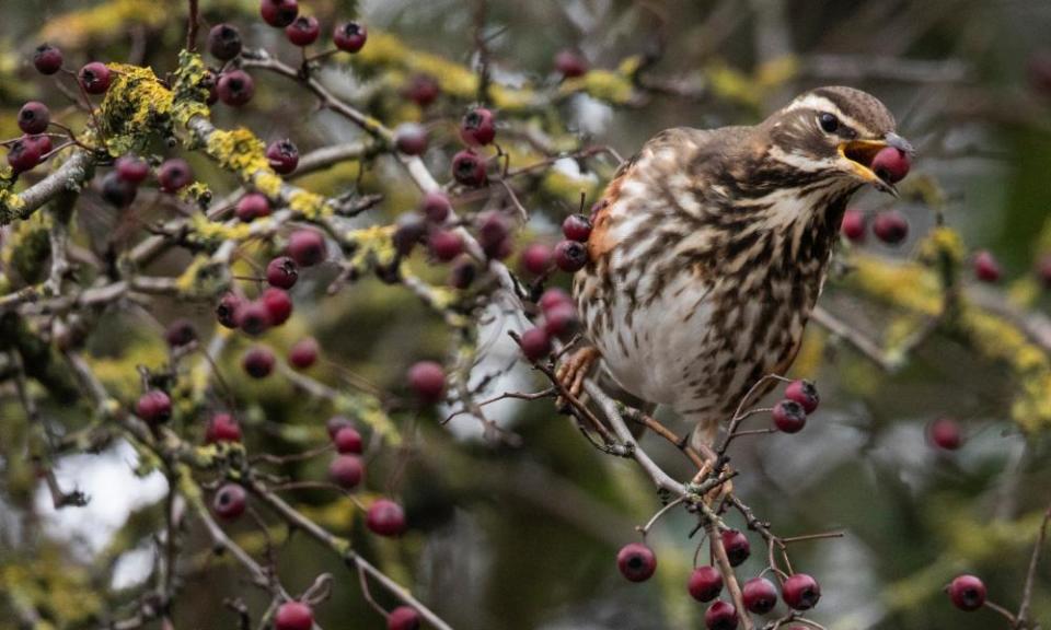 A redwing feeding on berries