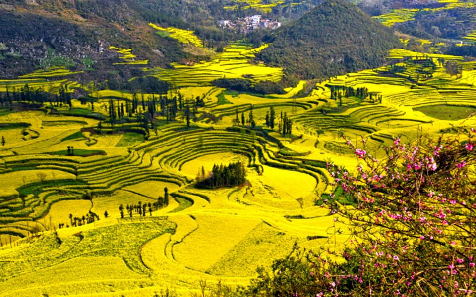 The rapeseed plants in full bloom and ready for harvest in the farms in Luoping, southwest China's Yunnan province - Credit: AFP