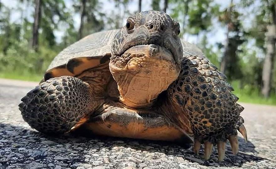 The gopher tortoise is one of the oldest species found in the Southeast.