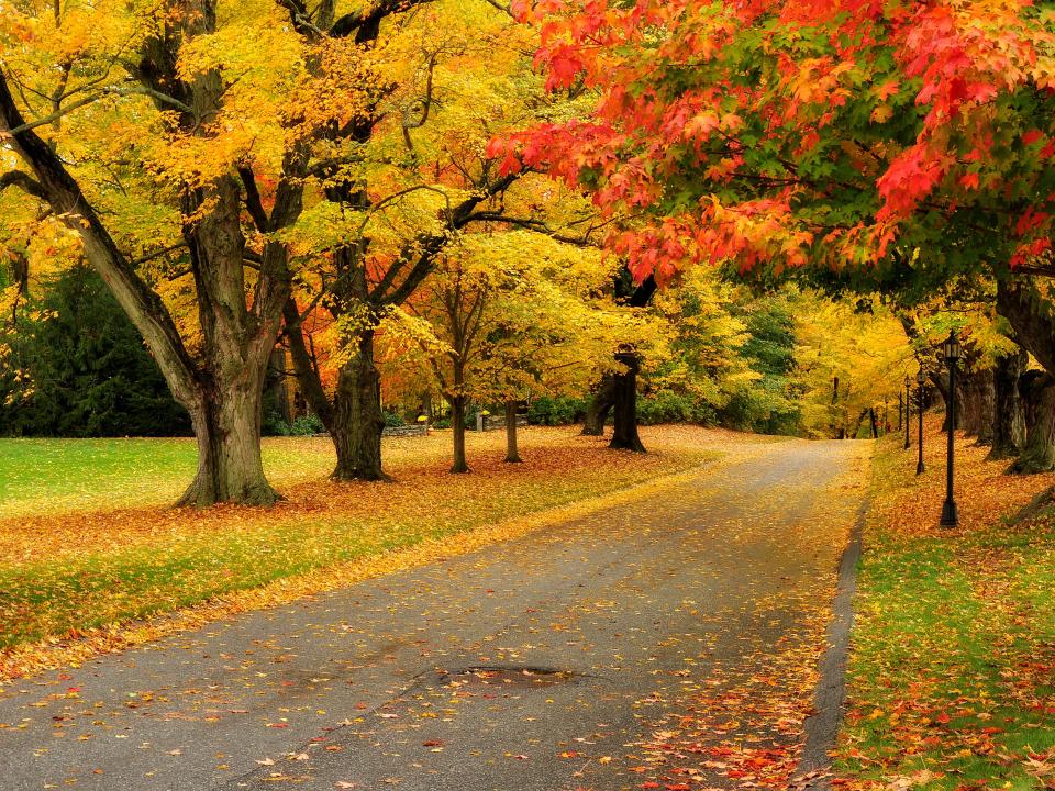Trees with yellow and red leaves in the fall along a rural road in New England.