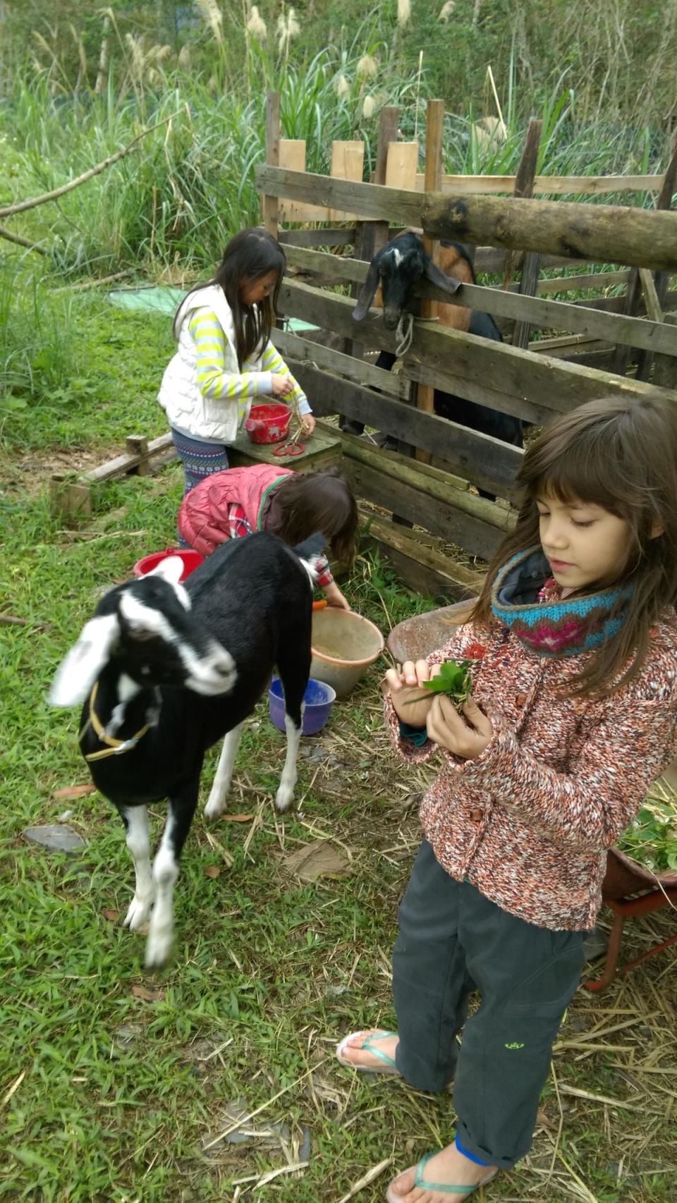 阿勇自己蓋了農舍養了2頭羊，過不久就能用羊奶自製乳酪。（圖片提供：Sigo）