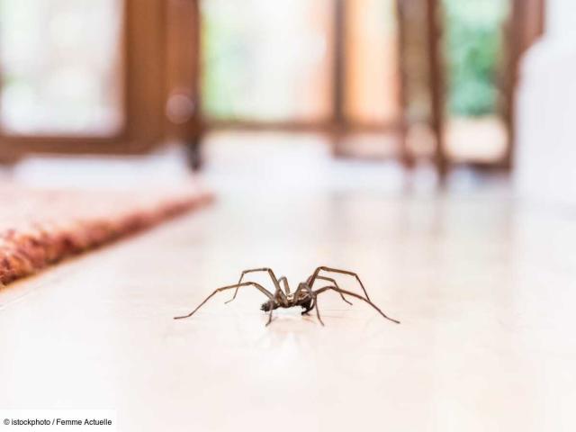 Cinq odeurs naturelles pour éloigner les araignées de chez vous - Edition  du soir Ouest-France - 17/08/2022