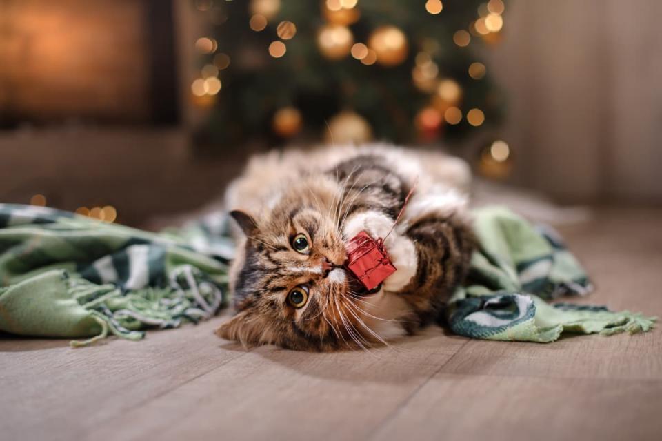 Cat Owner Finds Unique Way to Protect Christmas Tree