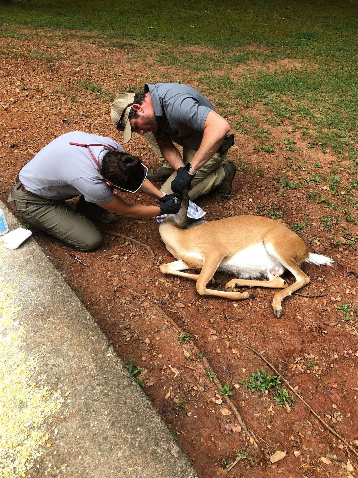 DNR darted the doe to get closer and keep her still, so they could remove the bottle.