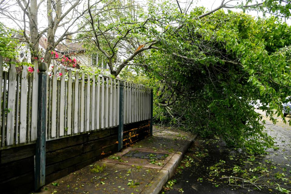 A fallen tree weighs down a power line and blocks a sidewalk in West Asheville in 2020.