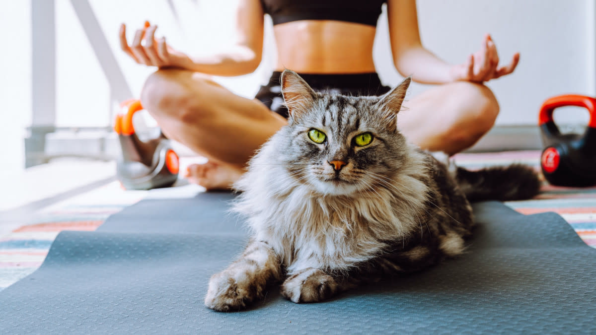 Cat Helps Mom Practice Yoga