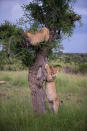 The mother and cubs' playful interactions took place on a ridge overlooking a river-lined valley, with Sir Richard Branson's Virgin Limited Edition Mahali Mzuri luxury safari camp on the opposite side of the valley.