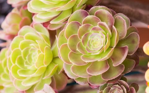 Aeonium 'Blushing Beauty' AGM. - Credit: &nbsp;Joanna Kossak