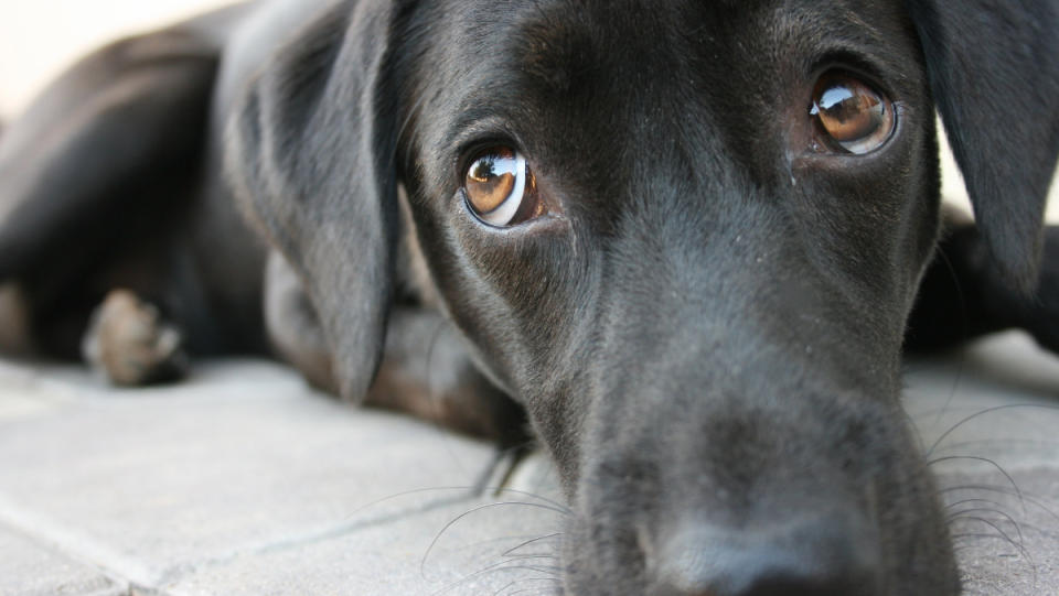 A cute labrador retriever lying down on the ground, showing us his puppy dog eyes.