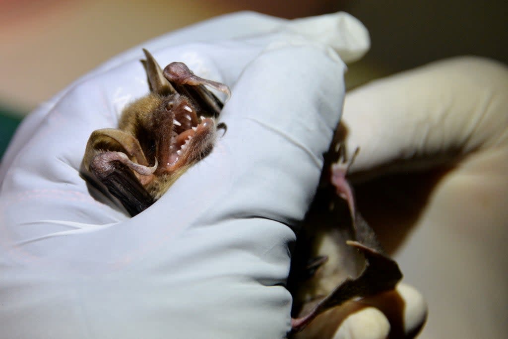 Stock image: Bat being examined (AFP via Getty Images)