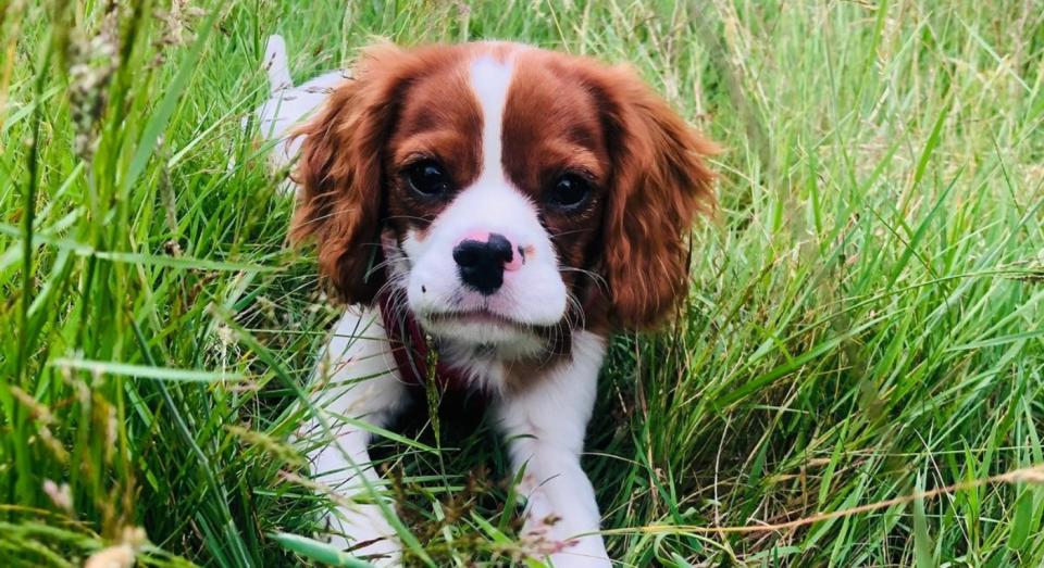 Toffee (pictured) had a disposable face mask removed from his stomach during emergency surgery (PA)