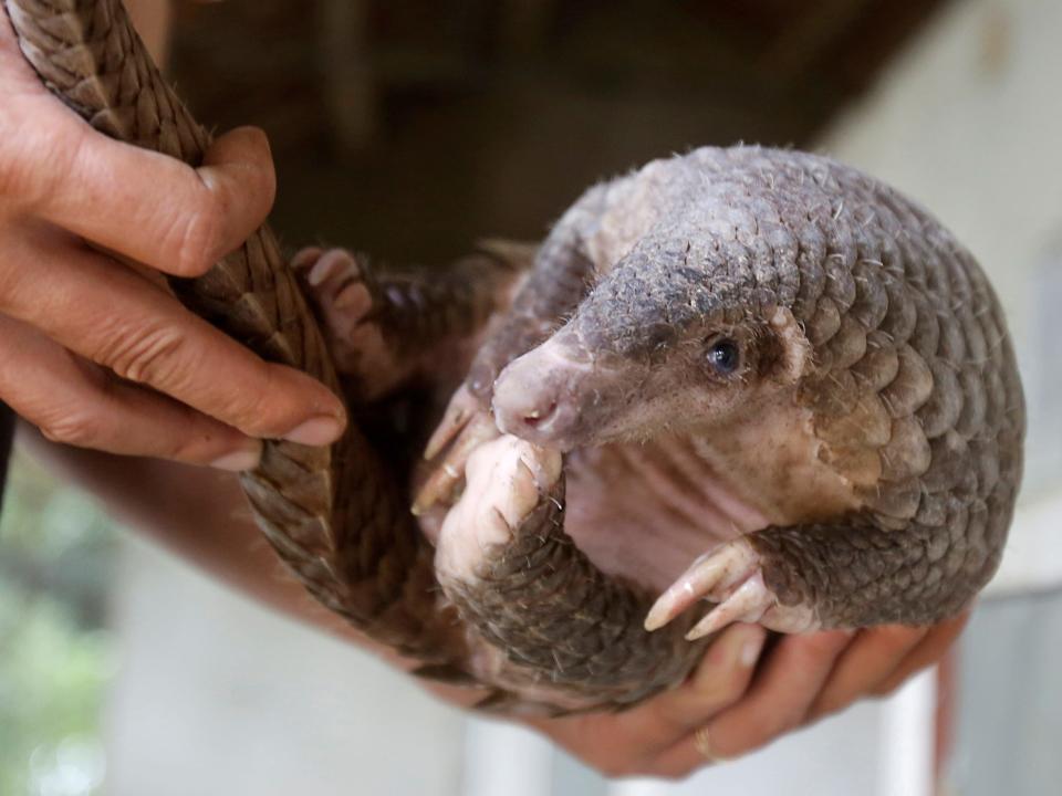 FILE PHOTO: A man holds a pangolin at a wild animal rescue center in Cuc Phuong, outside Hanoi, Vietnam September 12, 2016. REUTERS/Kham/File Photo