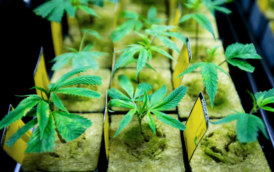 Potted marijuana plants (Albert Cesare / The Enquirer / USA TODAY NETWORK)