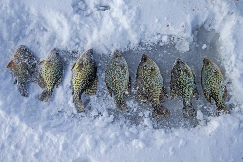 Crappies were the catch of the day after a morning of ice fishing on Tuesday at Presque Isle State Park's Misery Bay. Recent cold weather has produced about five inches of ice on Misery Bay.