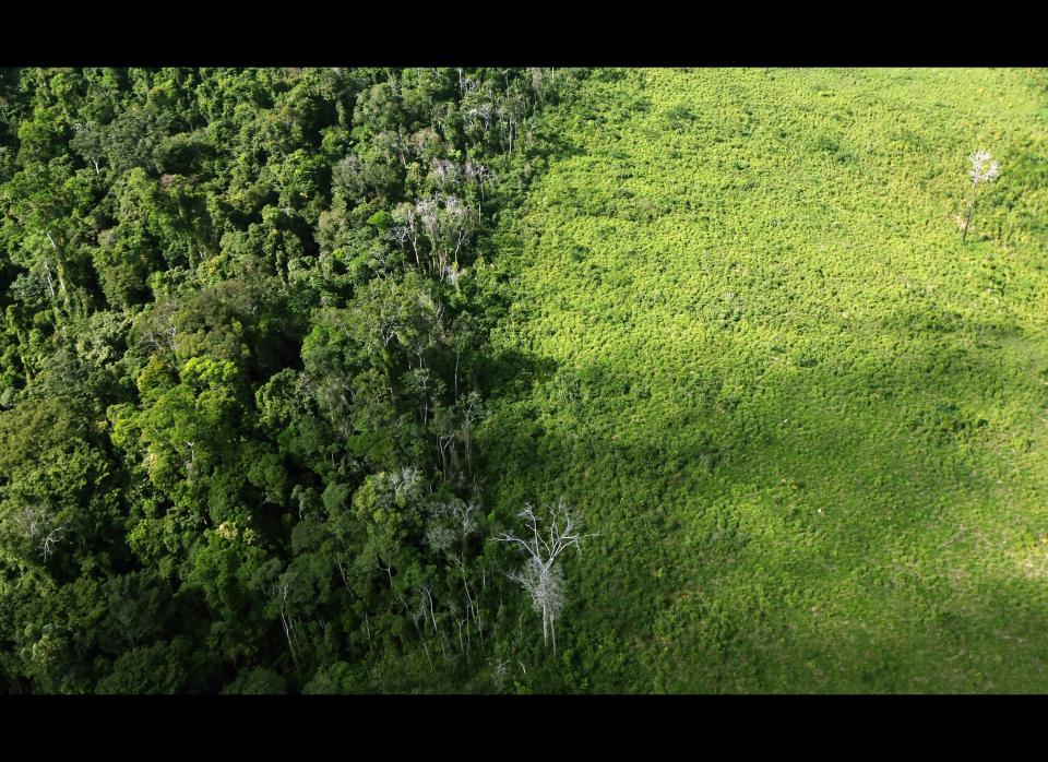 Along with <a href="http://www.huffingtonpost.com/2011/12/06/brazil-amazon-rainforest-deforestation-levels_n_1130554.html" target="_hplink">deforestation</a>, climate change also poses a serious threat to South America's Amazon rainforest.  A 2009 study from the U.K. Met Office found that a global temperature rise of four degrees Celsius above pre-industrial levels would cause 85 percent of the Amazon to die off in the next 100 years. Even a two degree Celsius rise would kill 20 to 40 percent of the rainforest, <a href="http://www.guardian.co.uk/environment/2009/mar/11/amazon-global-warming-trees" target="_hplink">reported the <em>Guardian</em></a>.  In May, The Club of Rome think tank predicted a global average temperatures rise of "2 degrees Celsius by 2052 and a 2.8 degree rise by 2080," <a href="http://www.huffingtonpost.com/2012/05/08/club-of-rome-climate-change_n_1499183.html" target="_hplink">reported Reuters</a>. Jorgen Randers, author of the club's report, said, "It is unlikely that governments will pass necessary regulation to force the markets to allocate more money into climate-friendly solutions, and (we) must not assume that markets will work for the benefit of humankind."  He added, "We are emitting twice as much greenhouse gases every year as are absorbed by the world's forests and oceans. This overshoot will worsen and will peak in 2030."